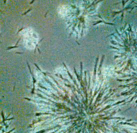 Snowflake-like crystals melt completely at body temperature