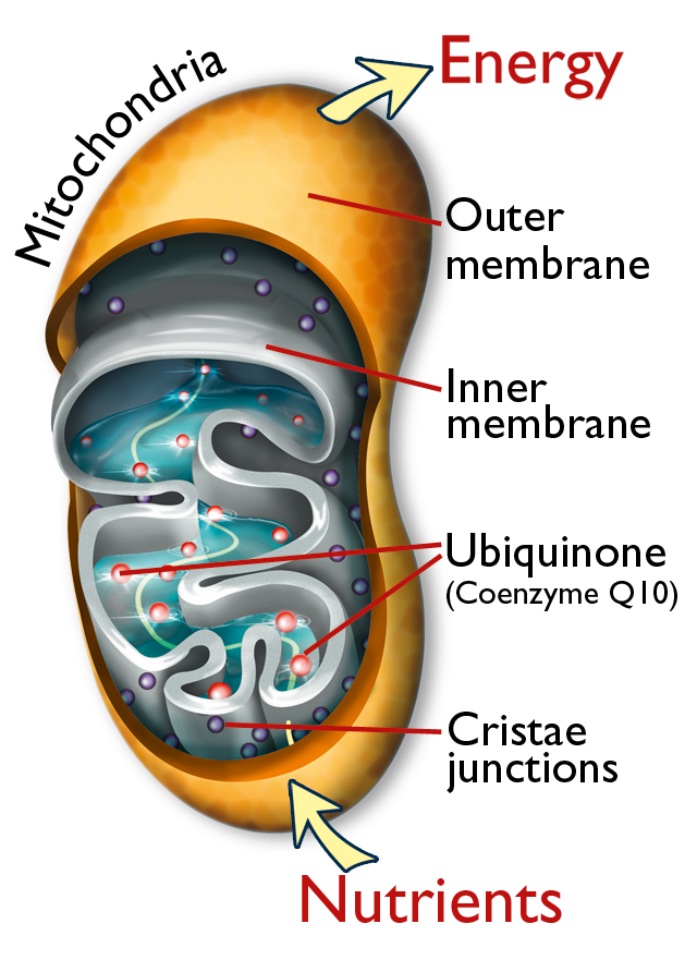 Mitochondria